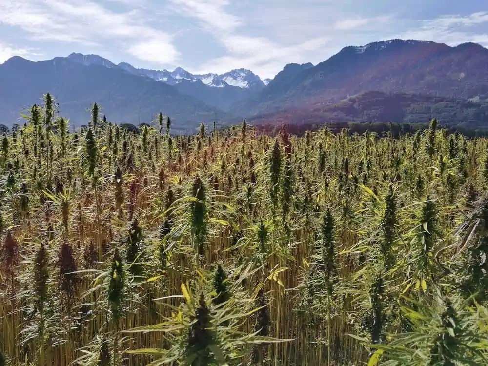 cannabis plants in sunlight