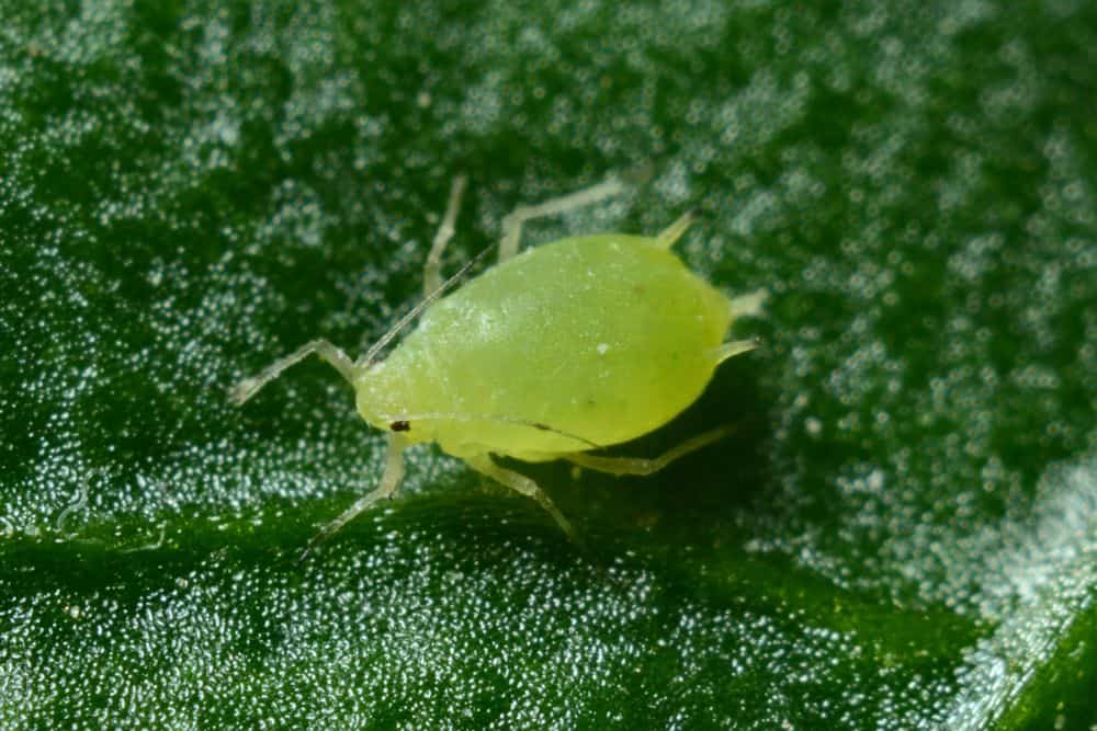 close up of green aphid