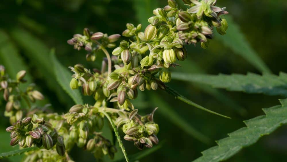 hermaphrodite weed plant with seeds