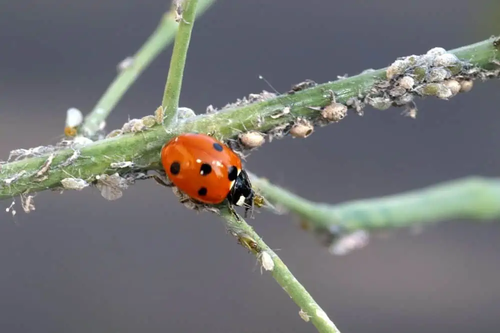 ladybug hunting aphids