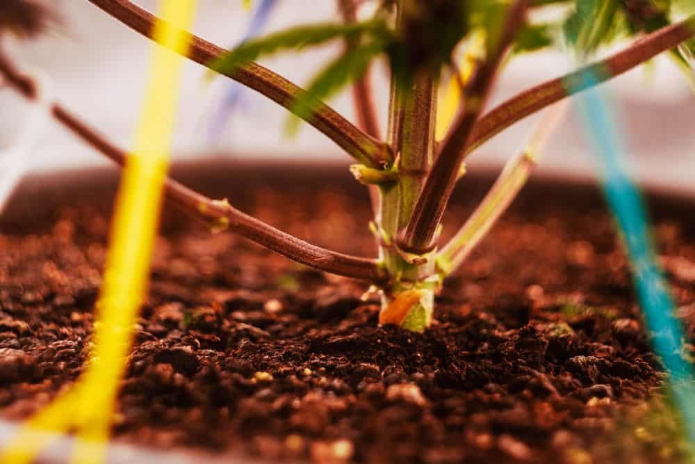 tie down low-stress trained marijuana plant