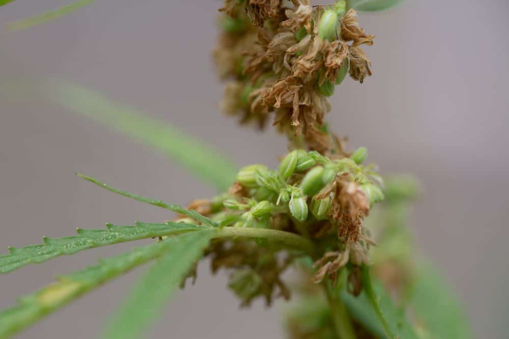 pollen sacs on male weed plant