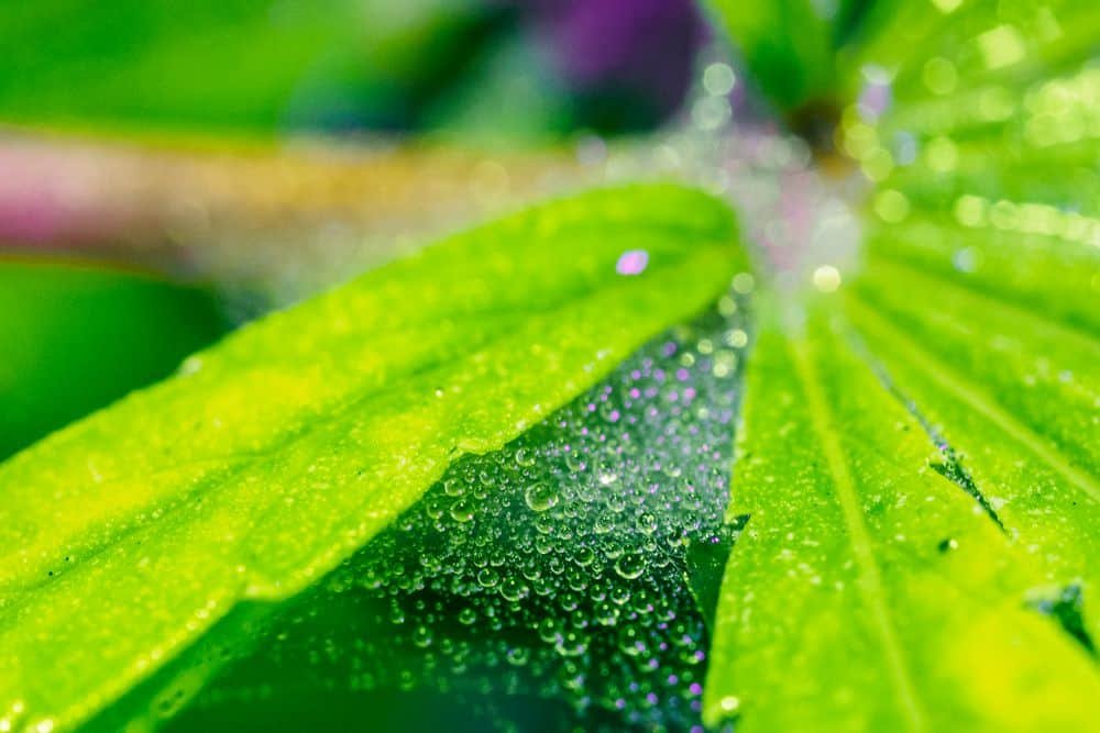 spider mite web on plant