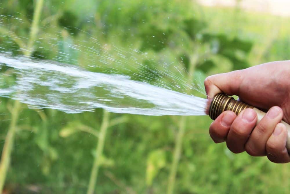 herbe autofloraison de l'eau à l'extérieur