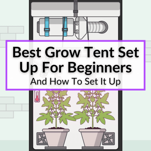 Best Grow Tent Set Up For Beginners (And How To Set It Up)