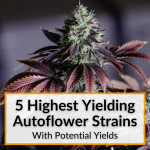 Highest Yielding Autoflower Strains