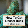How To Get Denser Buds