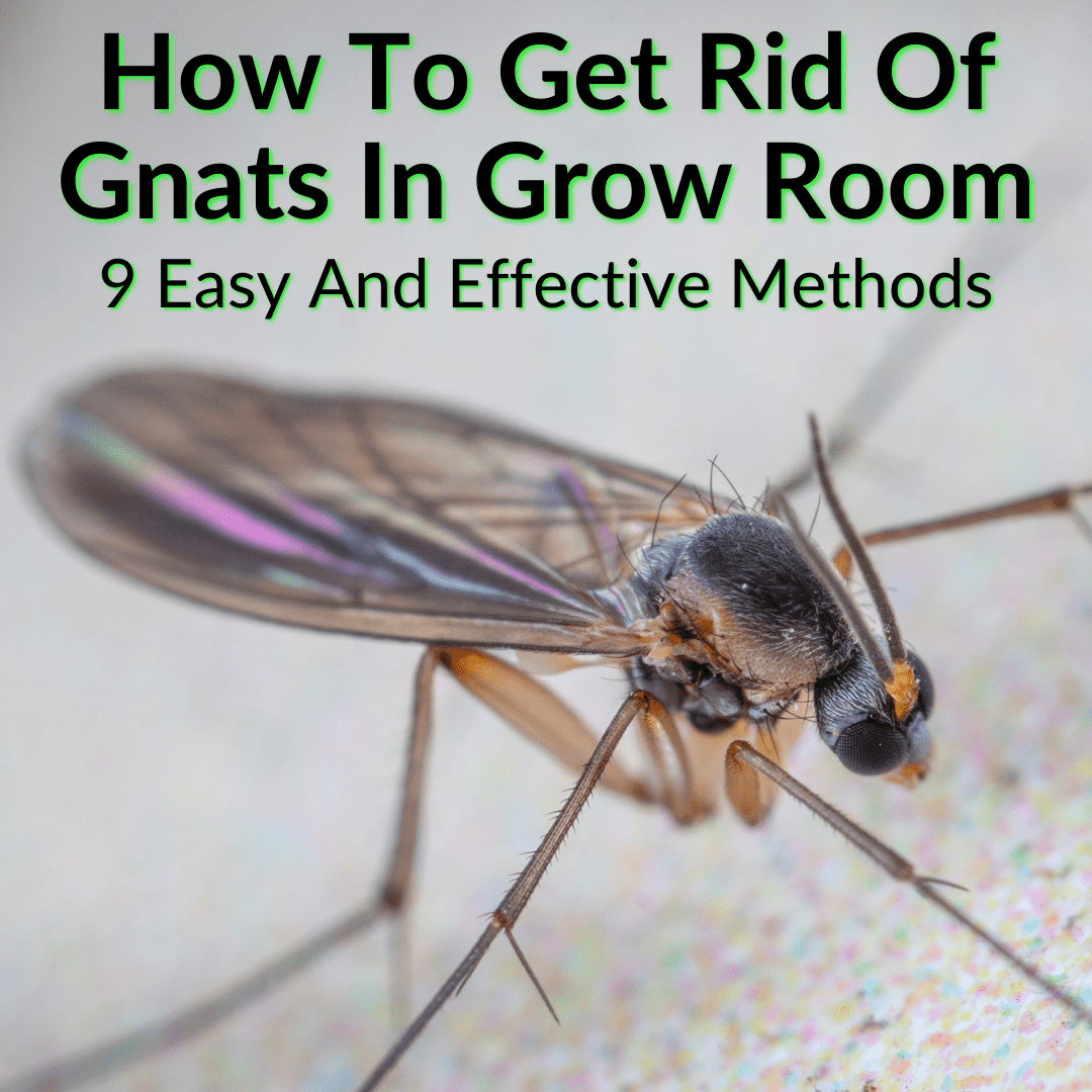 How To Get Rid Of Gnats In Grow Room