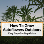 How To Grow Autoflowers Outdoors