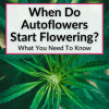 When Do Autoflowers Start Flowering