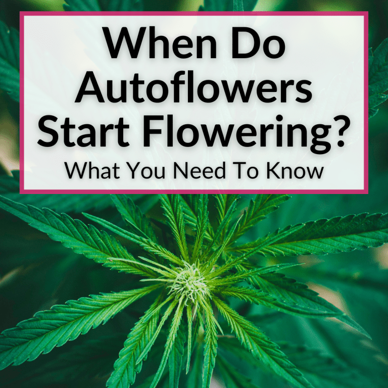 When Do Autoflowers Start Flowering? (What You Need To Know)