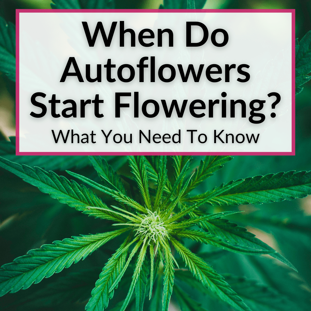 When Do Autoflowers Start Flowering