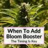 When To Add Bloom Booster