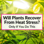 Will Plants Recover From Heat Stress