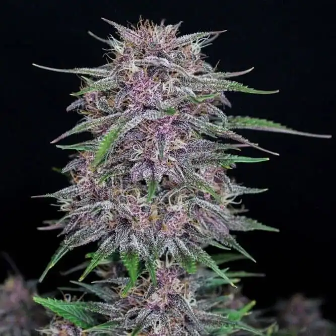 Banana Purple Punch Auto Feminized Seeds from FastBuds