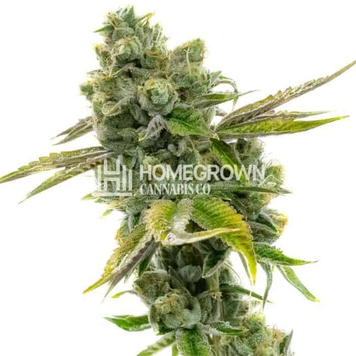 Diesel Autoflower Marijuana Seeds