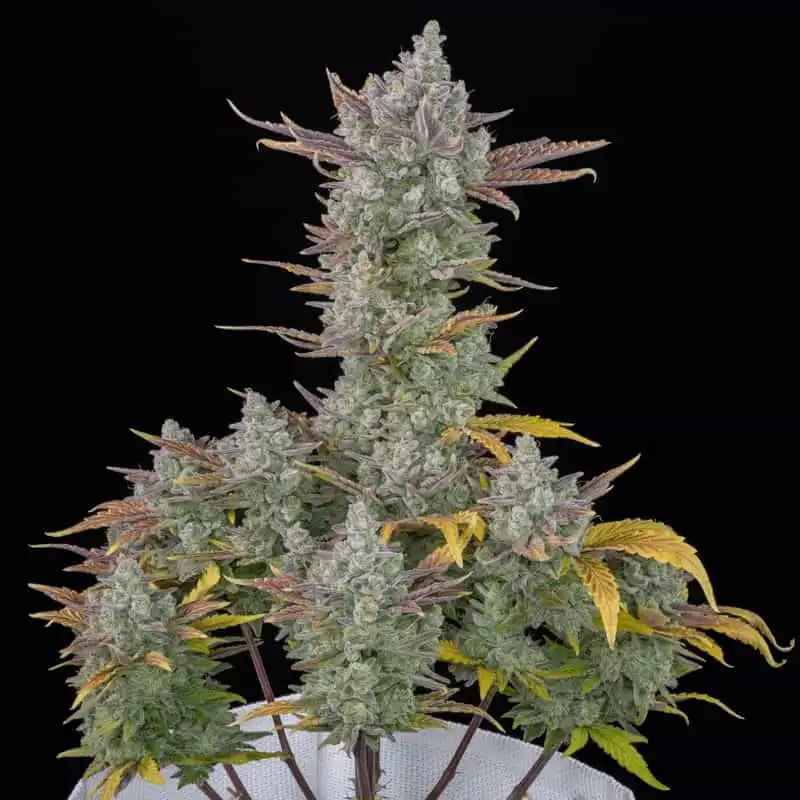 Gorilla Cookies Auto Feminized Seeds from FastBuds