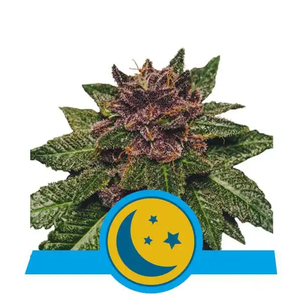 Purplematic CBD Auto Feminised Seeds from Royal Queen Seeds