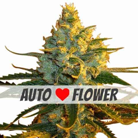 Super Lemon Haze Autoflower Fem Seeds