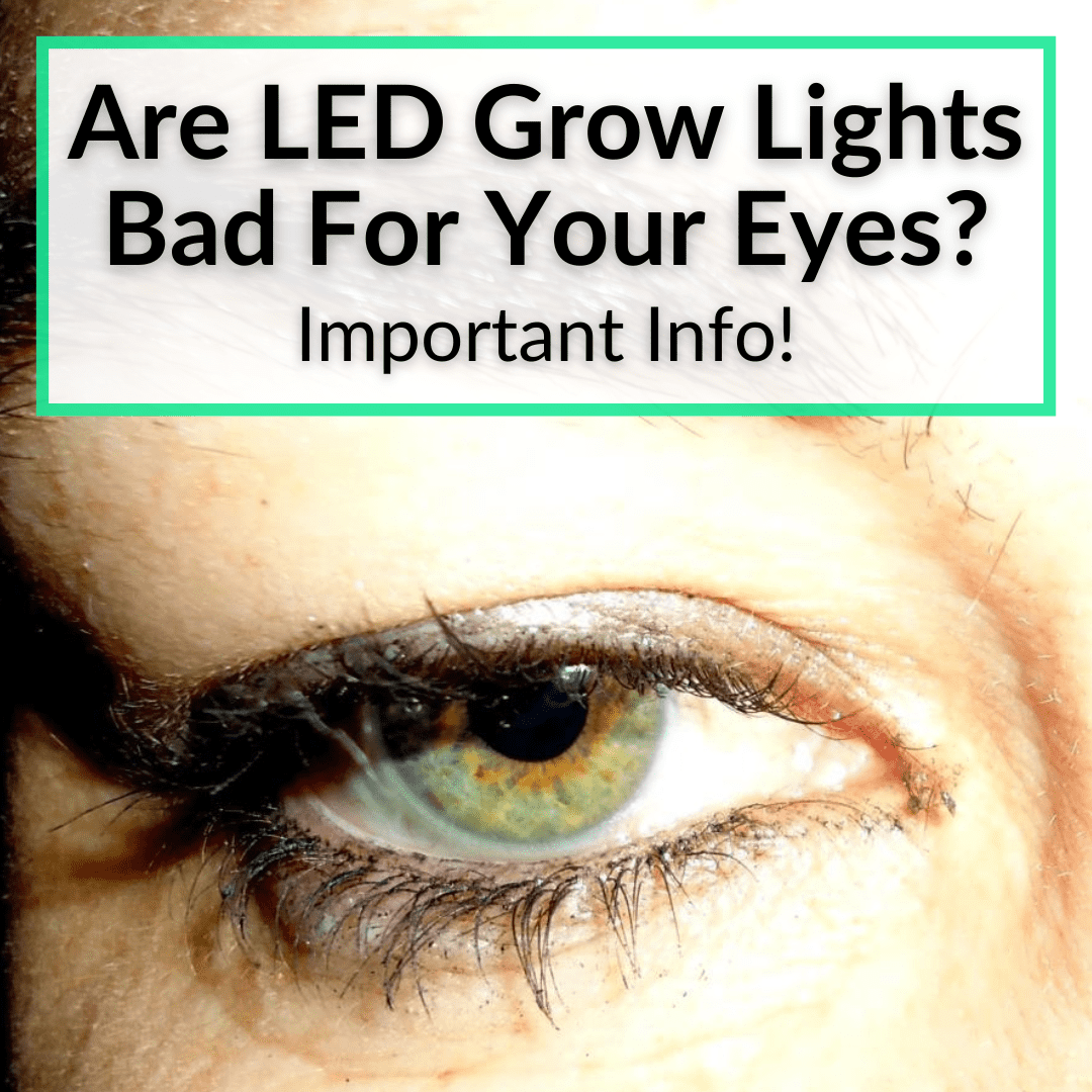 Are LED Grow Lights Bad For Your Eyes? (Important Info!)