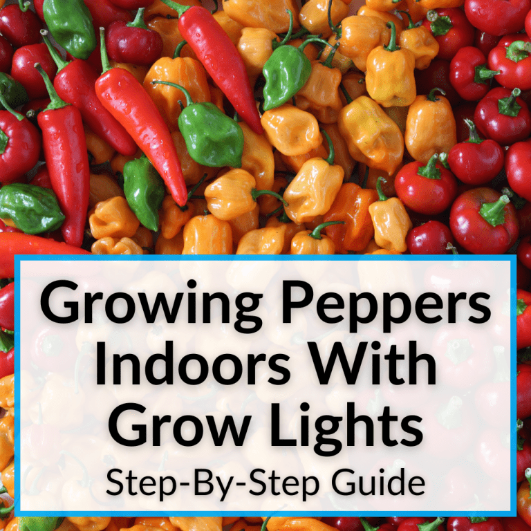 Growing Peppers Indoors With Grow Lights (StepByStep Guide)