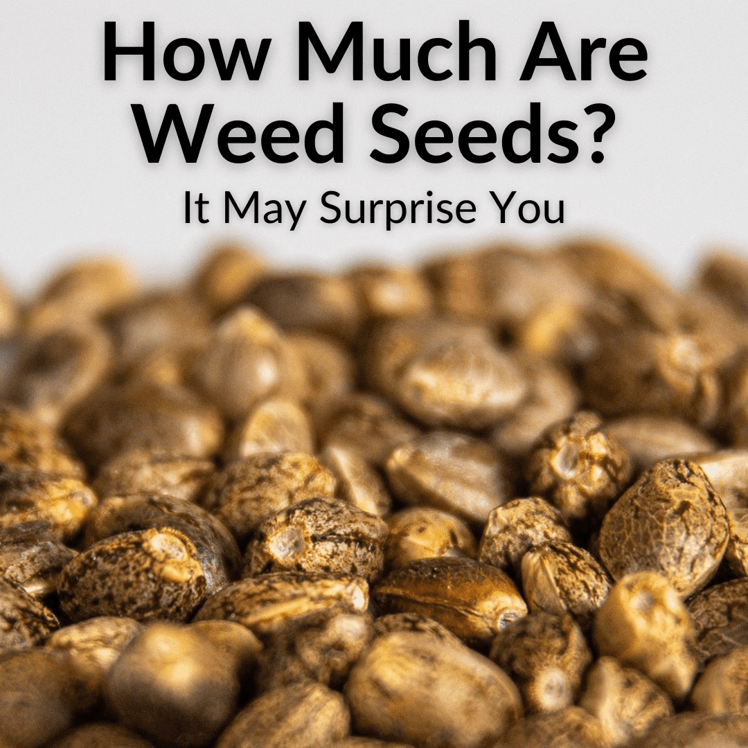How Much Are Weed Seeds