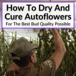 How To Dry And Cure Autoflowers