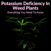 Potassium Deficiency In Weed Plants