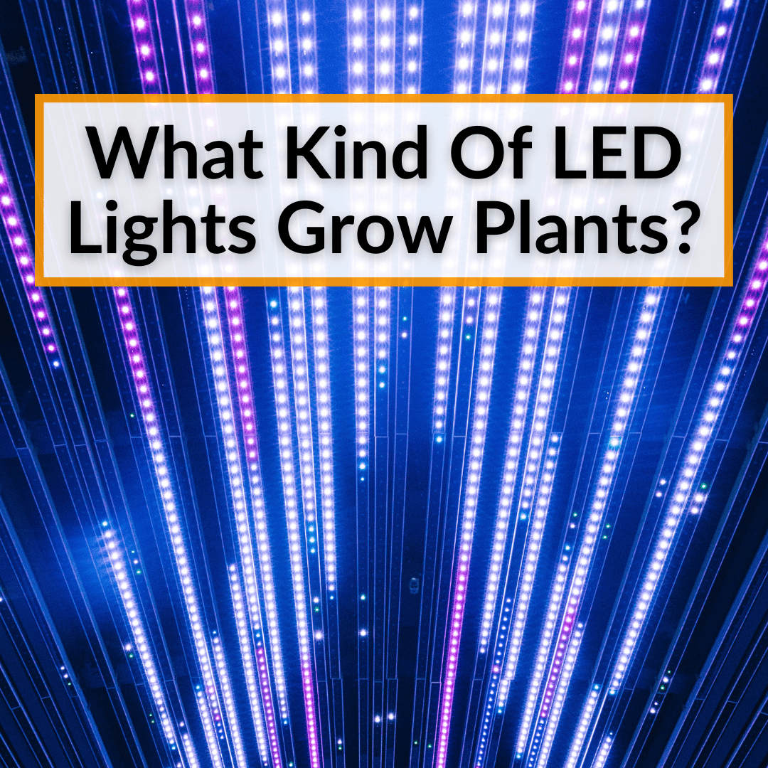 What Kind Of LED Lights Grow Plants