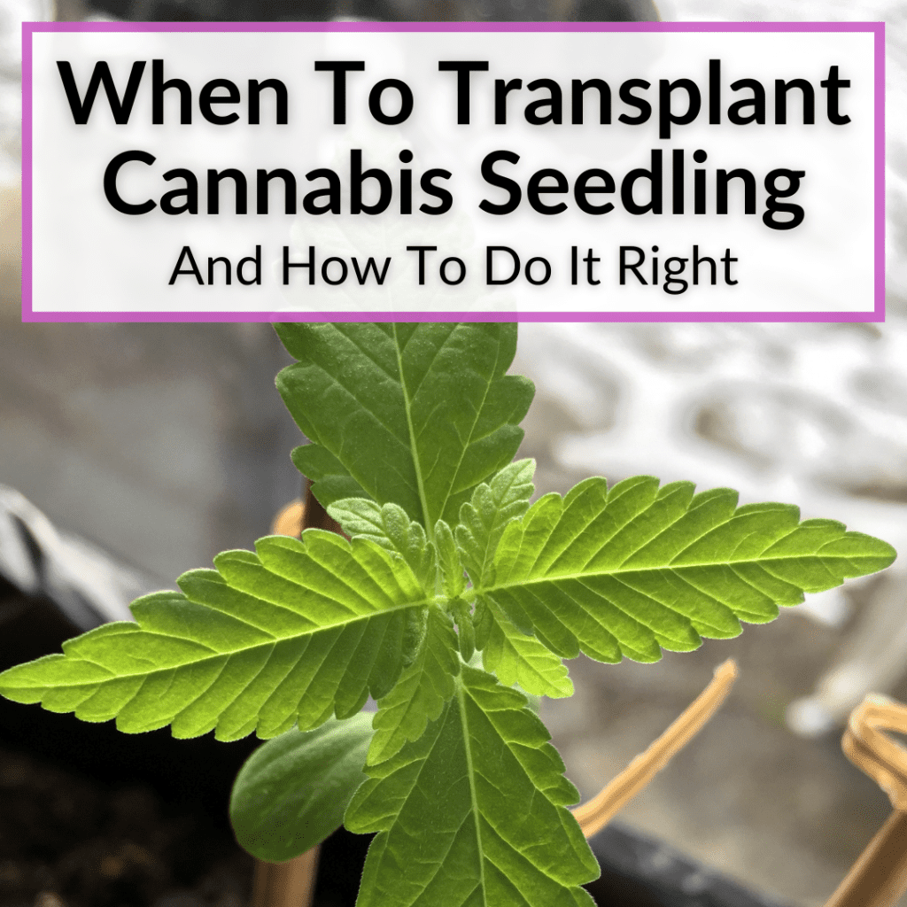 When To Transplant Cannabis Seedling (And How To Do It Right)