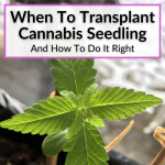 When To Transplant Cannabis Seedling