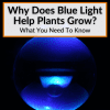 Why Does Blue Light Help Plants Grow