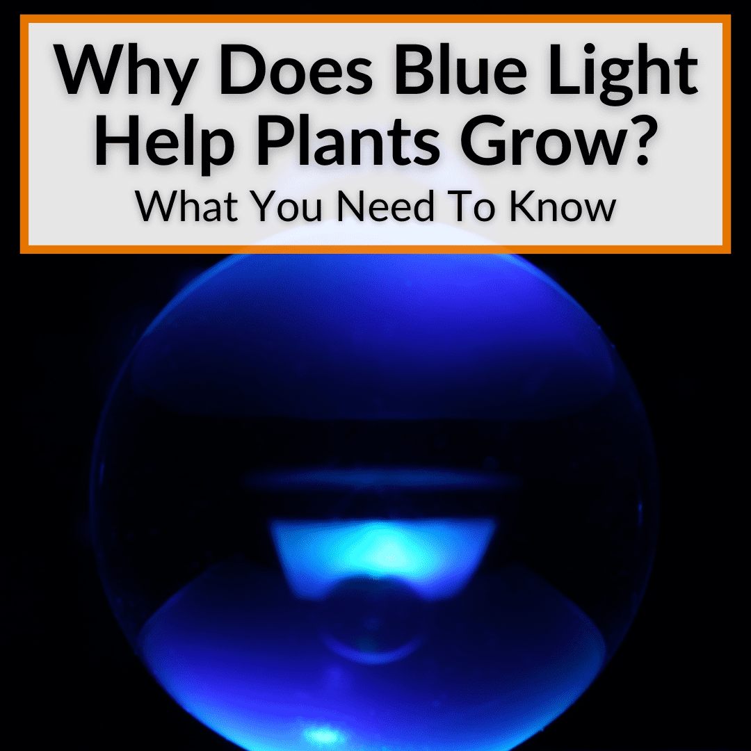 Why Does Blue Light Help Plants Grow