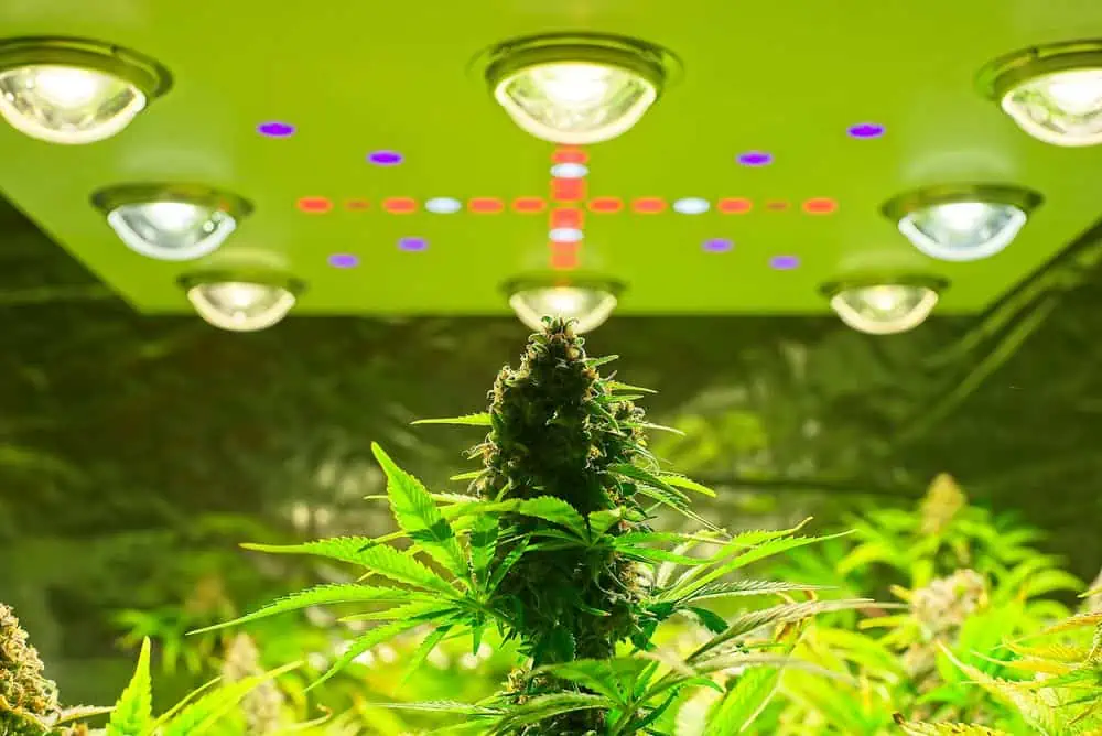 grow light with purple diodes above marijuana plants