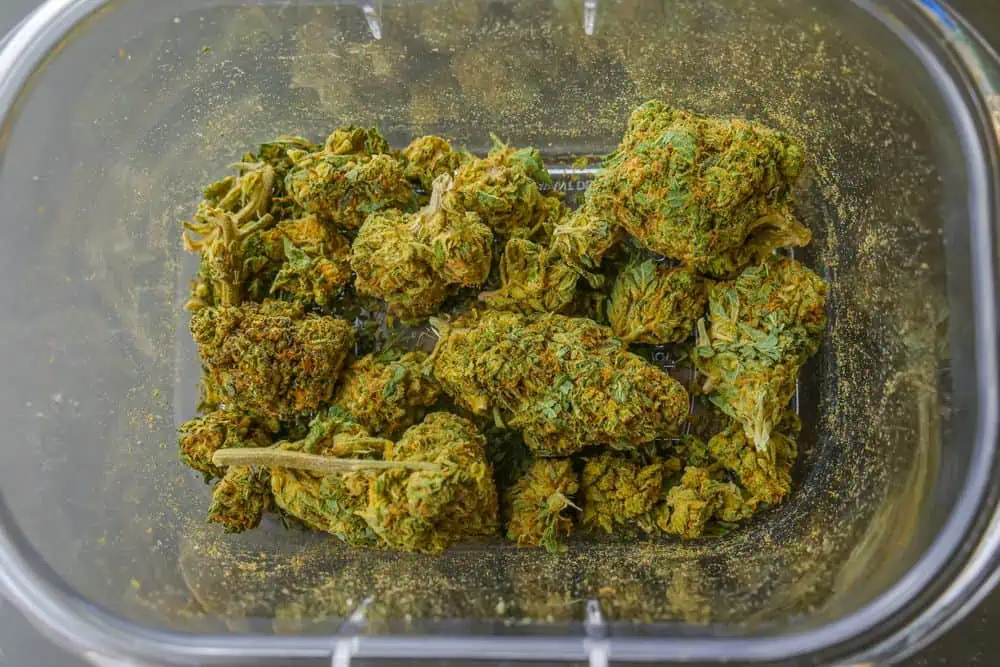 dried and cured marijuana buds