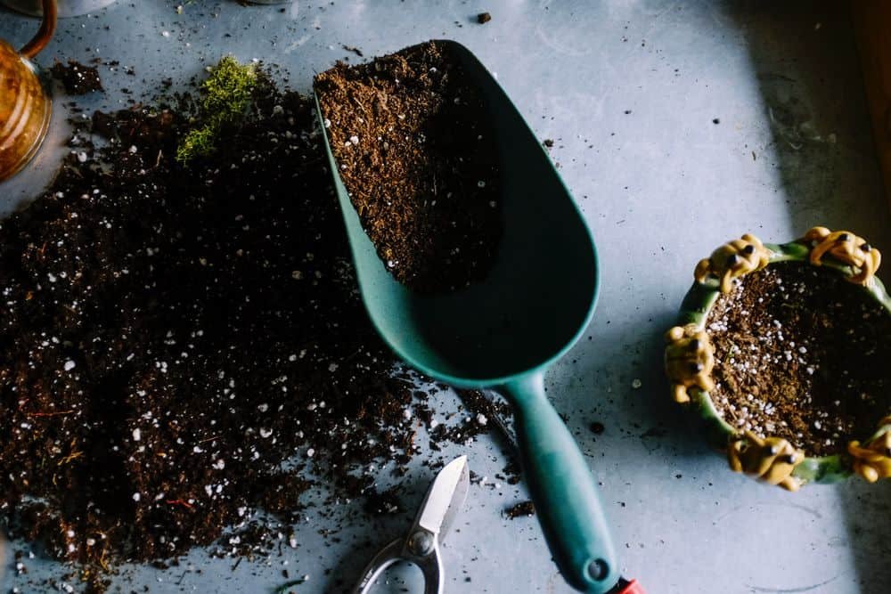 fill pot with soil