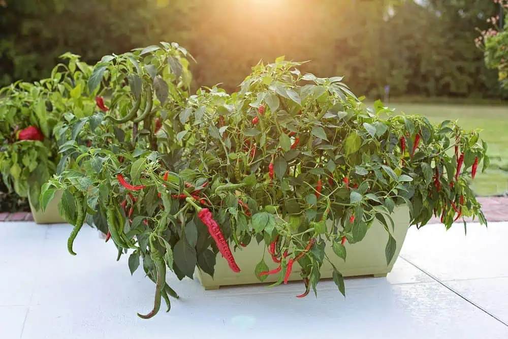 pepper plant in container