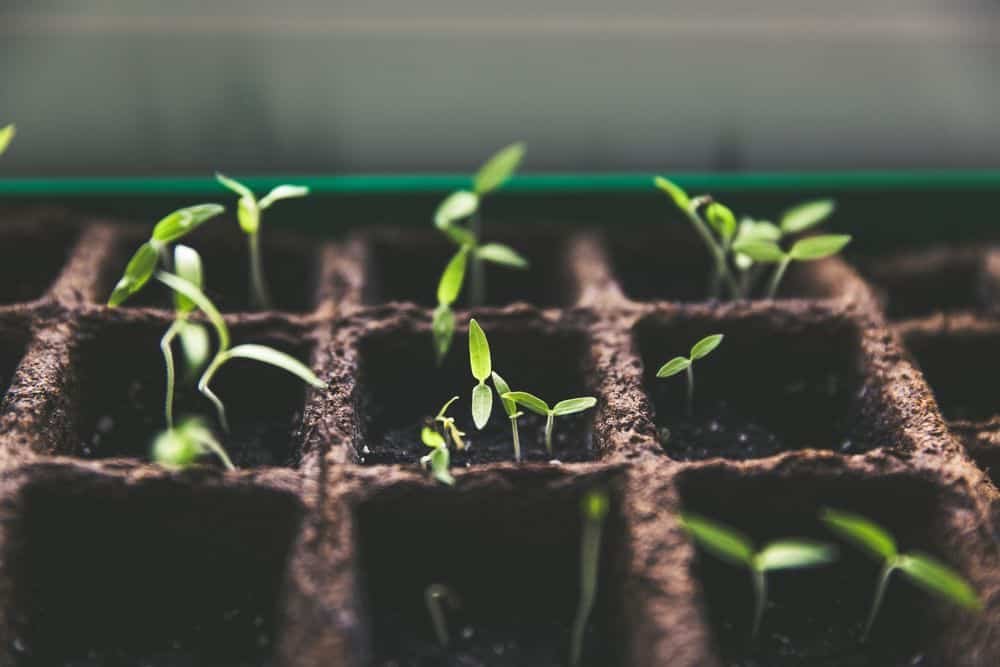 seedling tray