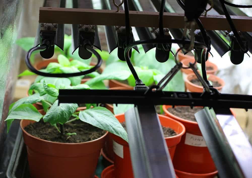 grow light hanging in a grow tent