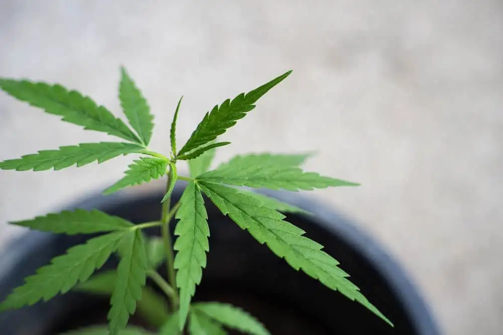 transplanted cannabis plant