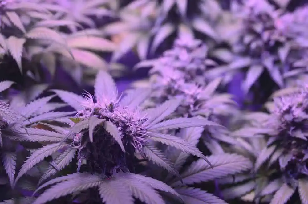 cold marijuana plants under led grow lights