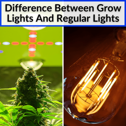 Grow Light Vs Regular Light (What You Need To Know)