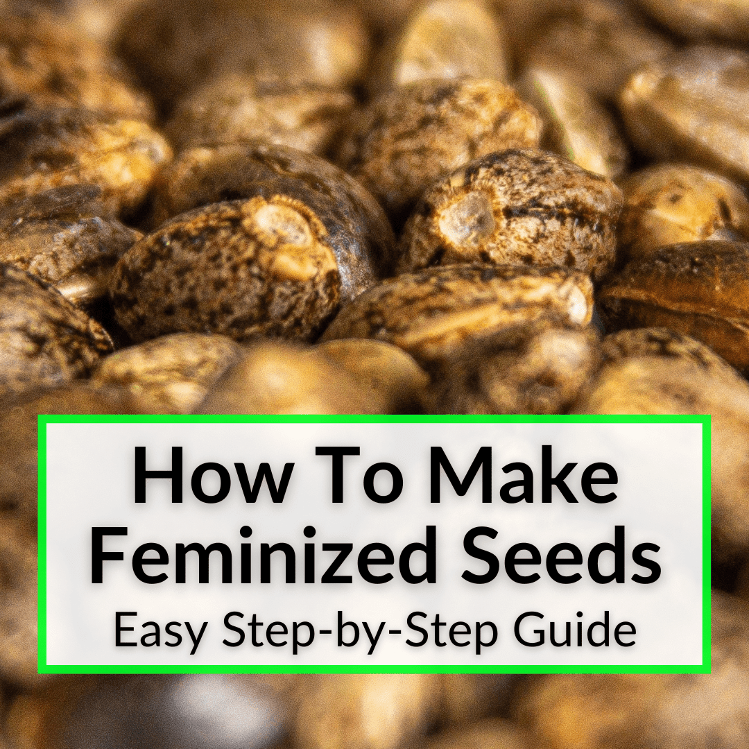 How To Make Feminized Seeds