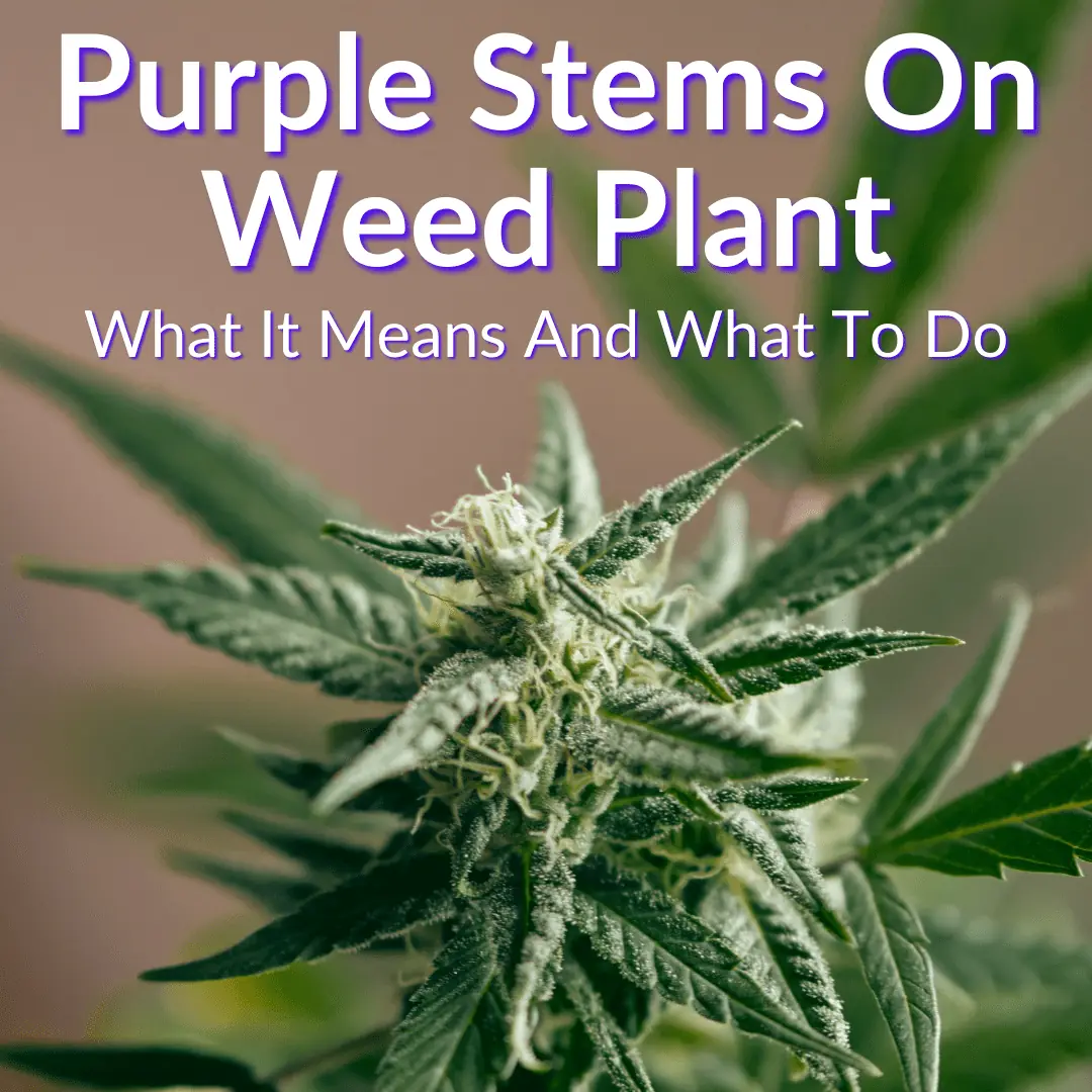 Purple Stems On Weed Plant