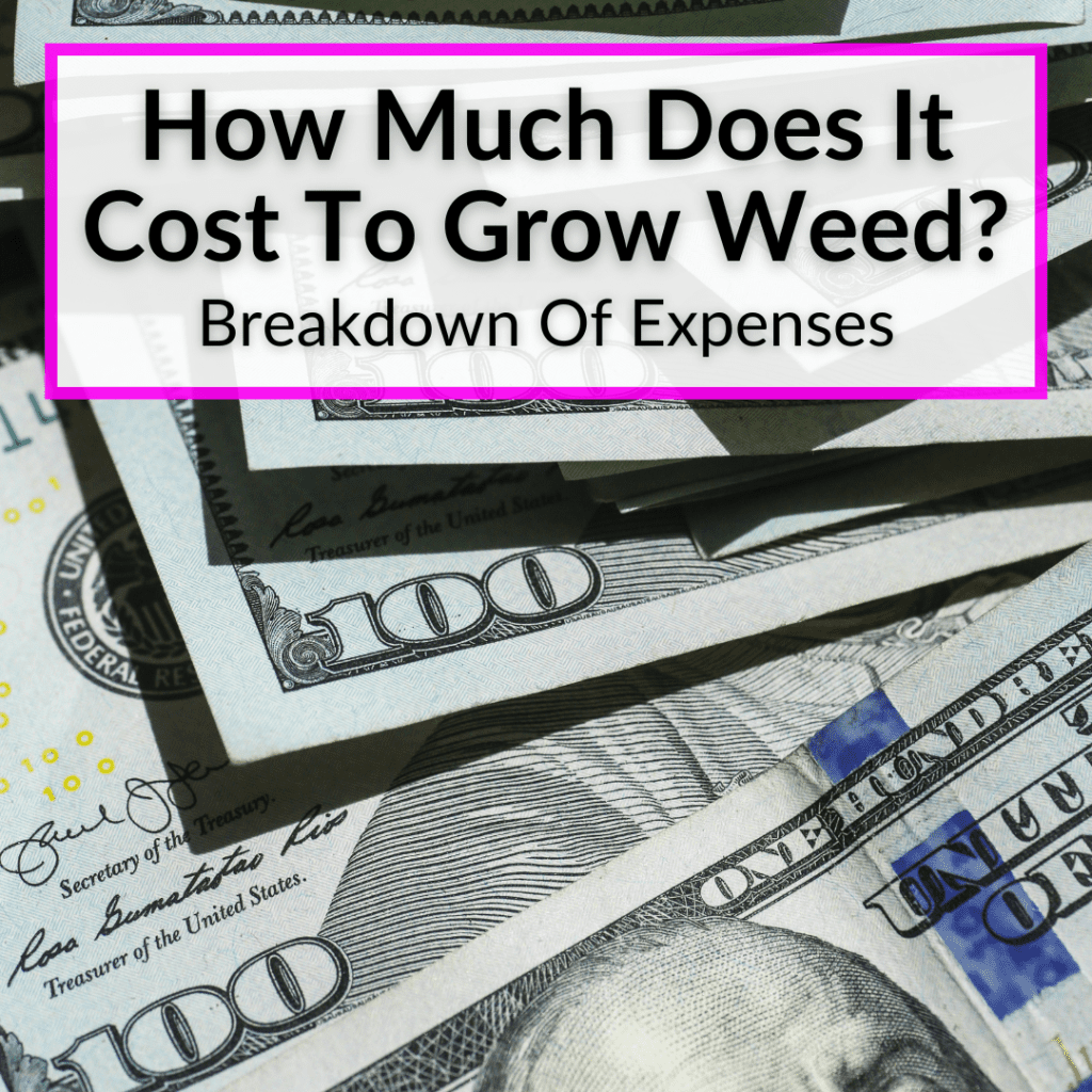 How Much Does It Cost To Grow Weed