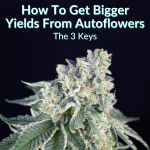 How To Get Bigger Yields From Autoflowers
