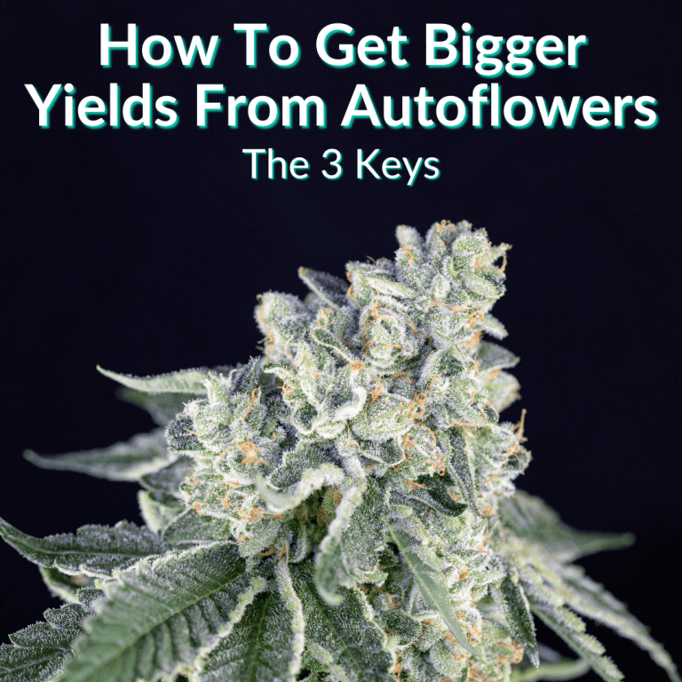 How To Get Bigger Yields From Autoflowers (The 3 Keys)
