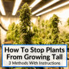 How To Stop Plants From Growing Tall