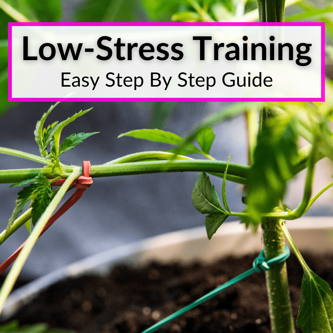 Low Stress Training Step By Step