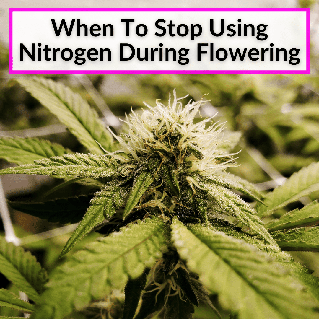 When To Stop Using Nitrogen During Flowering